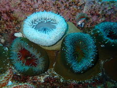 Bunodactis reynaudi