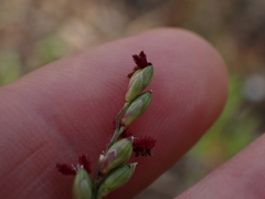 Panicum deustum