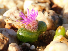 Diplosoma luckhoffii