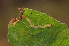 Liriomyza carphephori