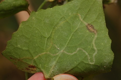 Liriomyza carphephori