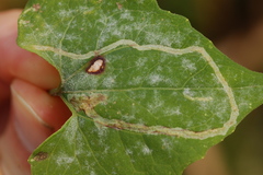 Liriomyza carphephori