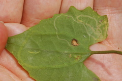 Liriomyza carphephori