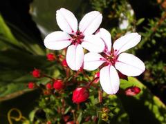 Adenandra marginata marginata
