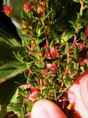 Adenandra marginata marginata