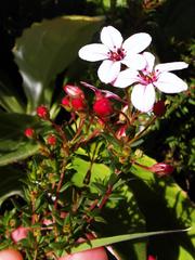 Adenandra marginata marginata