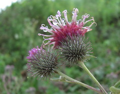 Arctium palladinii