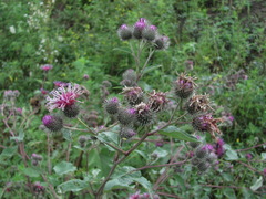Arctium palladinii