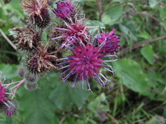 Arctium palladinii