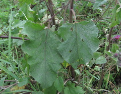 Arctium palladinii