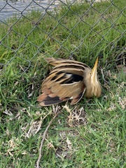 Ixobrychus involucris