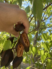 Brachychiton populneus