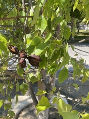 Brachychiton populneus