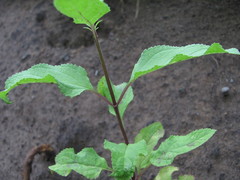 Scrophularia