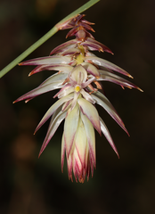 Johnsonia lupulina
