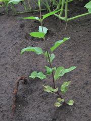 Scrophularia