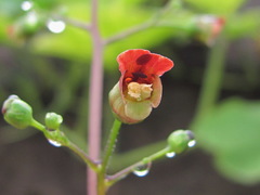 Scrophularia