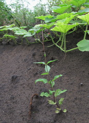 Scrophularia