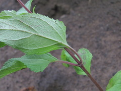 Scrophularia