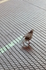 Columba livia domestica