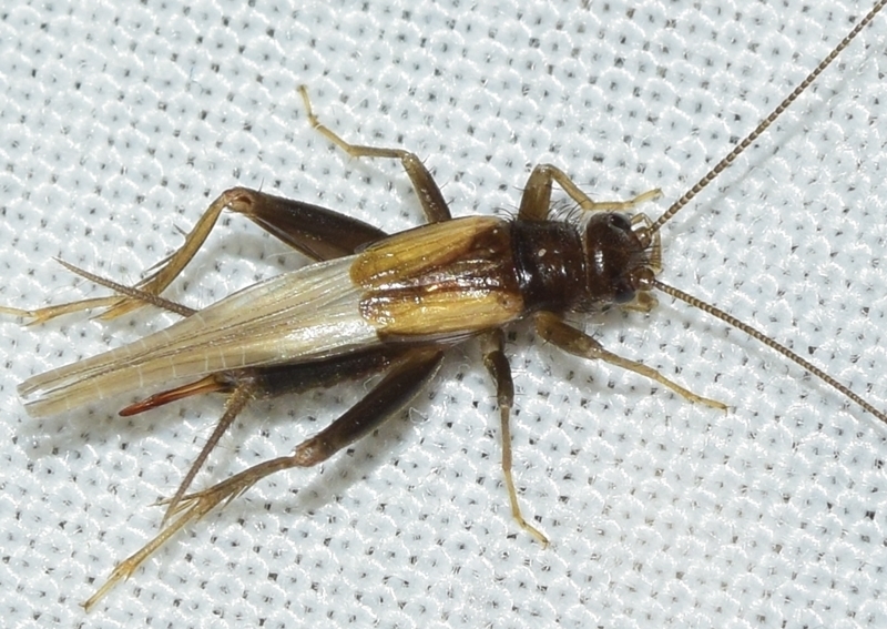 Dwarf Cricket