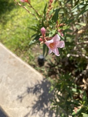 Nerium oleander