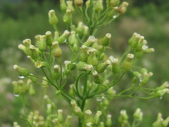Erigeron canadensis