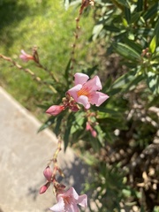 Nerium oleander