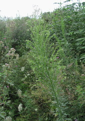 Erigeron canadensis