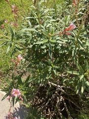 Nerium oleander