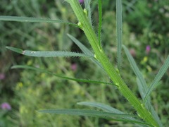 Erigeron canadensis