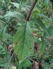 Eupatorium cannabinum