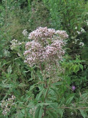 Eupatorium cannabinum