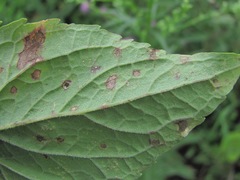Eupatorium cannabinum