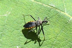 Rhynocoris marginellus