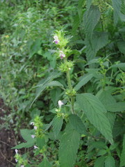 Galeopsis bifida