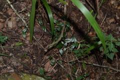 Ceropegia linearis linearis