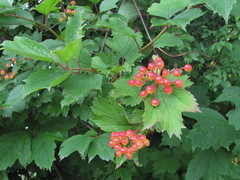 Viburnum opulus