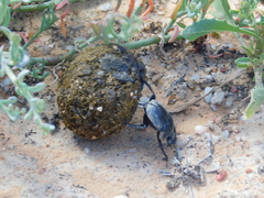 Scarabaeus hottentorum