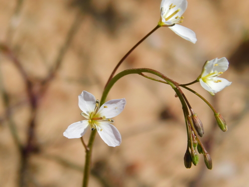 Heliophila variabilis Burch. ex DC.