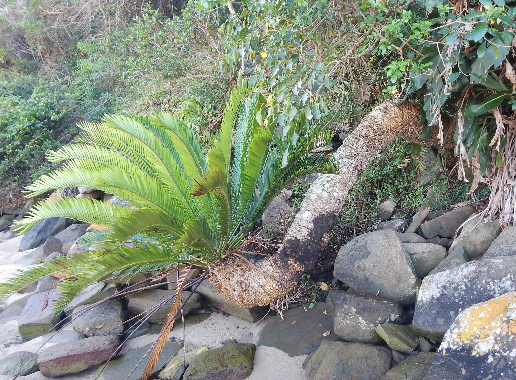 Encephalartos altensteinii
