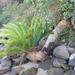 Encephalartos altensteinii - Photo (c) qgrobler,  זכויות יוצרים חלקיות (CC BY-NC), הועלה על ידי qgrobler