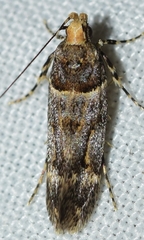 Alloclita recisella