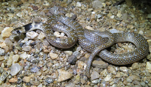 South-western African Shovel-snout