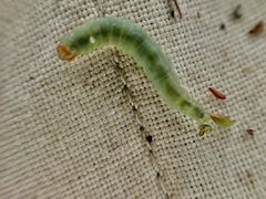 Epiphryne verriculata