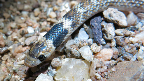 South-western African Shovel-snout