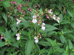 Impatiens glandulifera