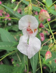 Impatiens glandulifera