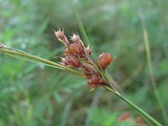 Juncus tenuis