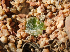 Bulbine mesembryanthemoides